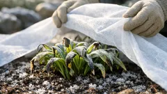 初霜の翌日にやること6つ、庭の霜害を広げないチェックと対策